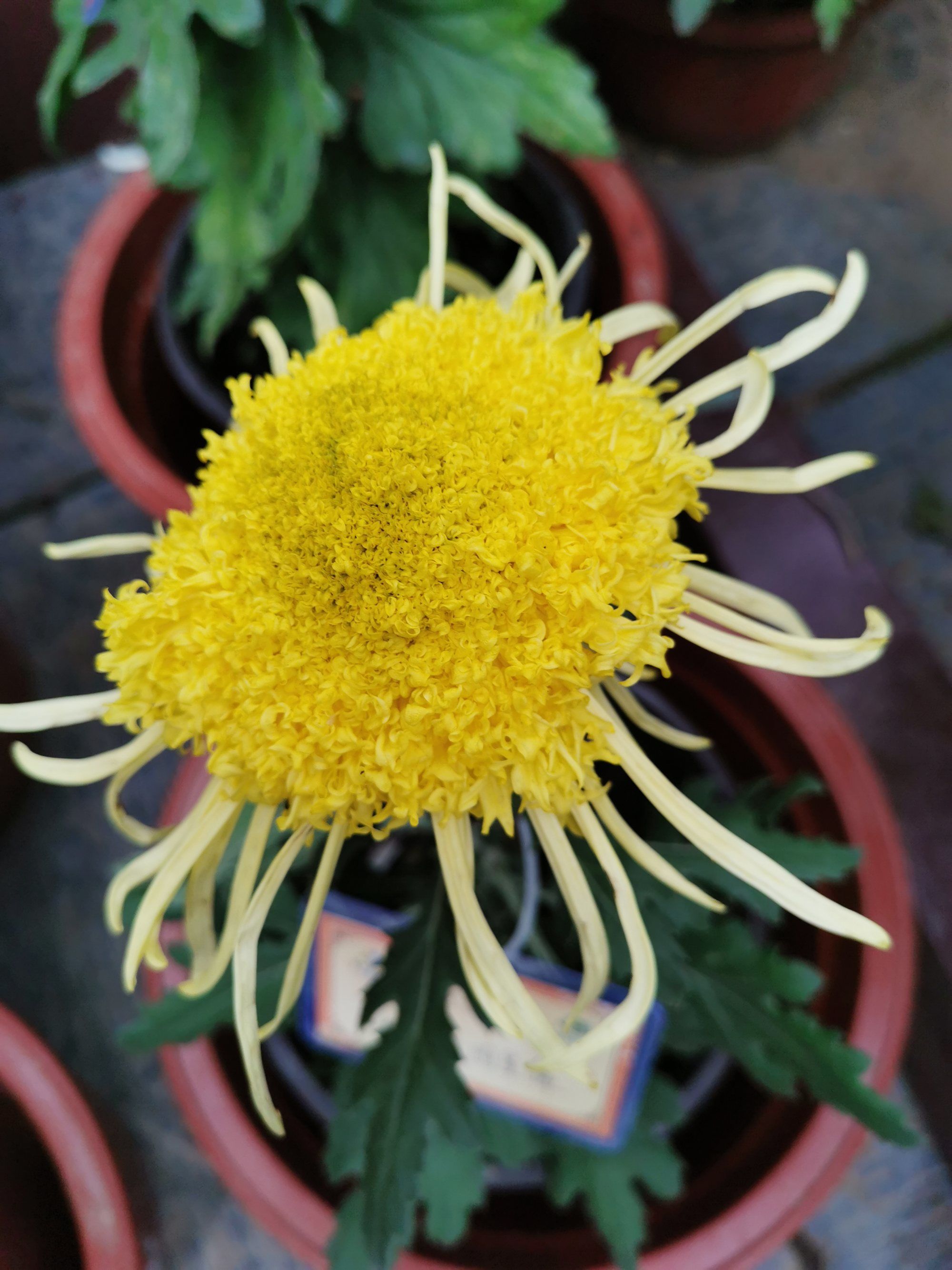 菊花和富硒茶（富硒菊花可以每天喝吗）-硒宝网