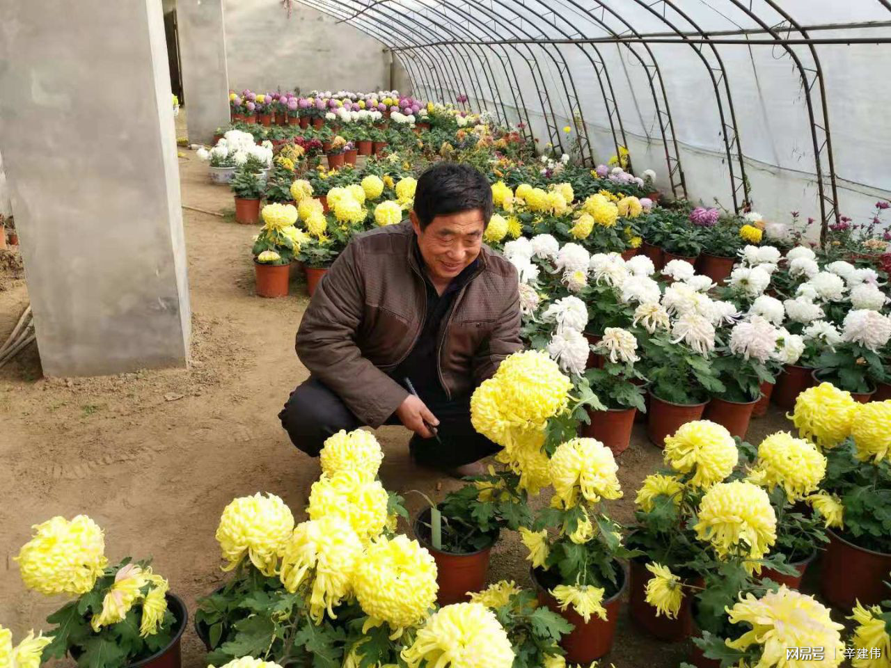 菊花和富硒茶（富硒菊花可以每天喝吗）-硒宝网