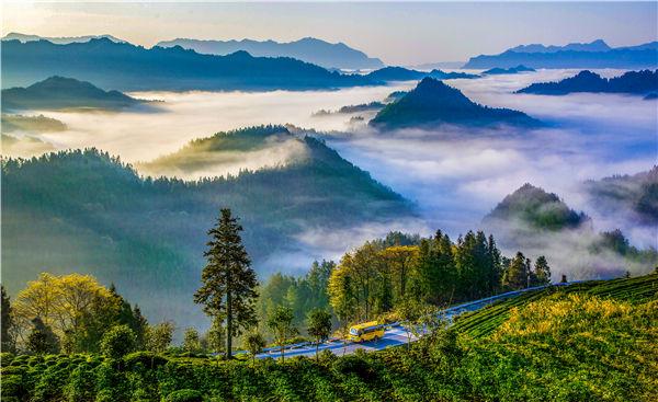 湖北富硒黑茶（富硒黑茶是传销吗）-硒宝网