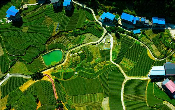 湖北富硒黑茶（富硒黑茶是传销吗）-硒宝网