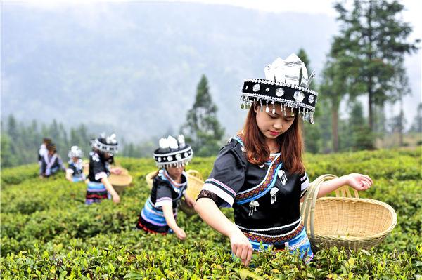 湖北富硒黑茶（富硒黑茶是传销吗）-硒宝网