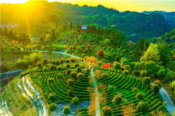 湖北富硒黑茶（富硒黑茶是传销吗）-硒宝网