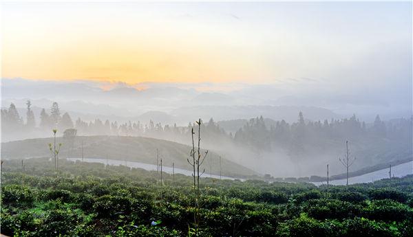 湖北富硒黑茶（富硒黑茶是传销吗）-硒宝网