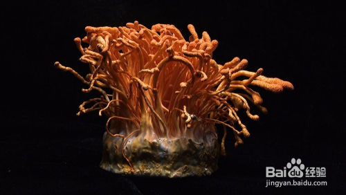 富硒蛹虫草茶(蛹虫草富硒高钙饮品)-硒宝网