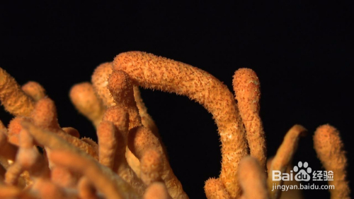 富硒蛹虫草茶(蛹虫草富硒高钙饮品)-硒宝网