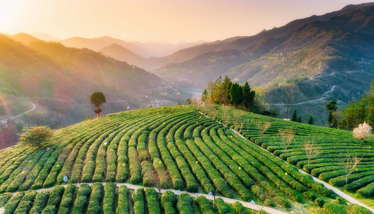 富硒茶推广案(富硒茶宣传语)-硒宝网