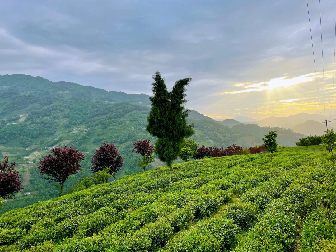 富硒茶推广案(富硒茶宣传语)-硒宝网