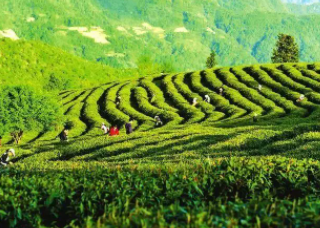 富硒茶高血压(血压茶富硒高吗能喝吗)-硒宝网