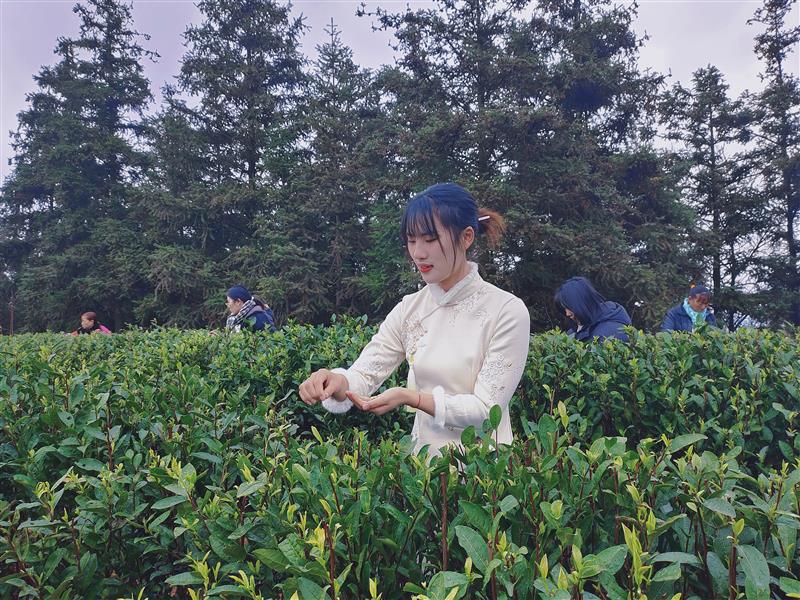 水城春富硒茶(水城县富硒茶产业示范园区)-硒宝网