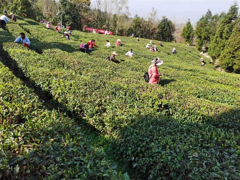 水城春富硒茶(水城县富硒茶产业示范园区)-硒宝网