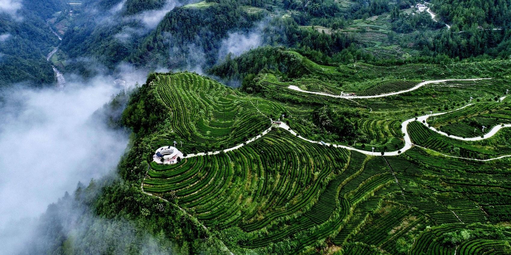 川东北富硒茶(四川富硒茶分布)-硒宝网