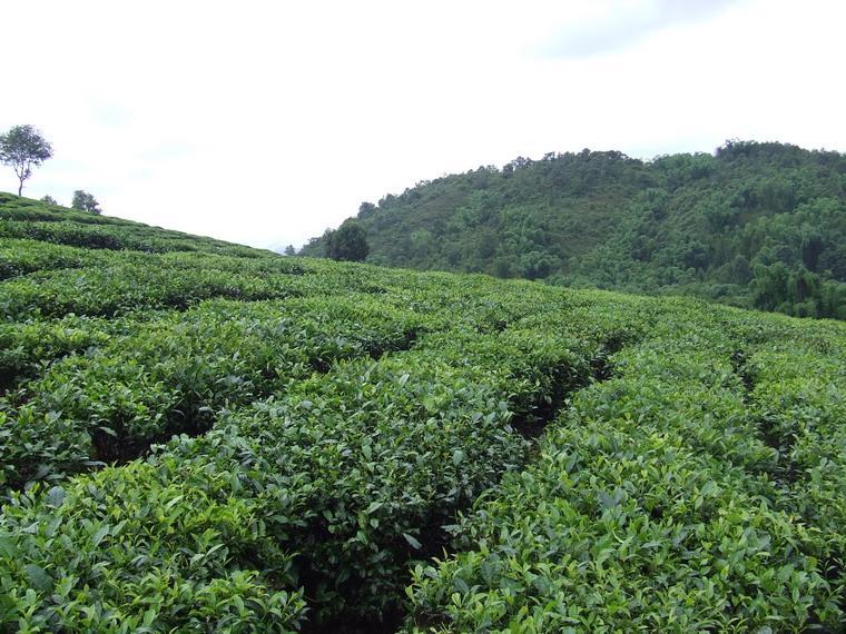 富硒茶的销售（富硒茶宣传语）-硒宝网