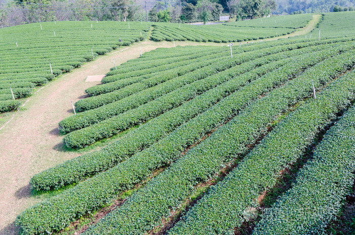富硒茶的销售（富硒茶宣传语）-硒宝网