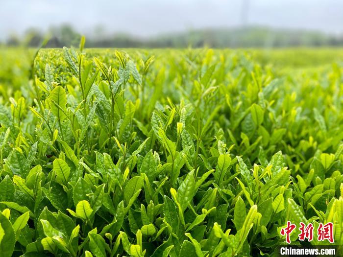 富硒茶的销售（富硒茶宣传语）-硒宝网