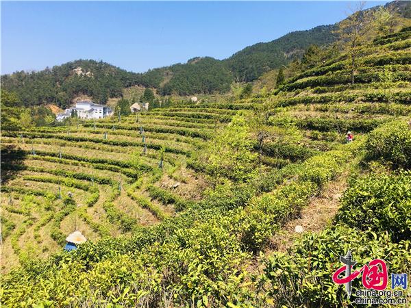 遵义富硒锌茶(贵州锌硒茶饮料)-硒宝网