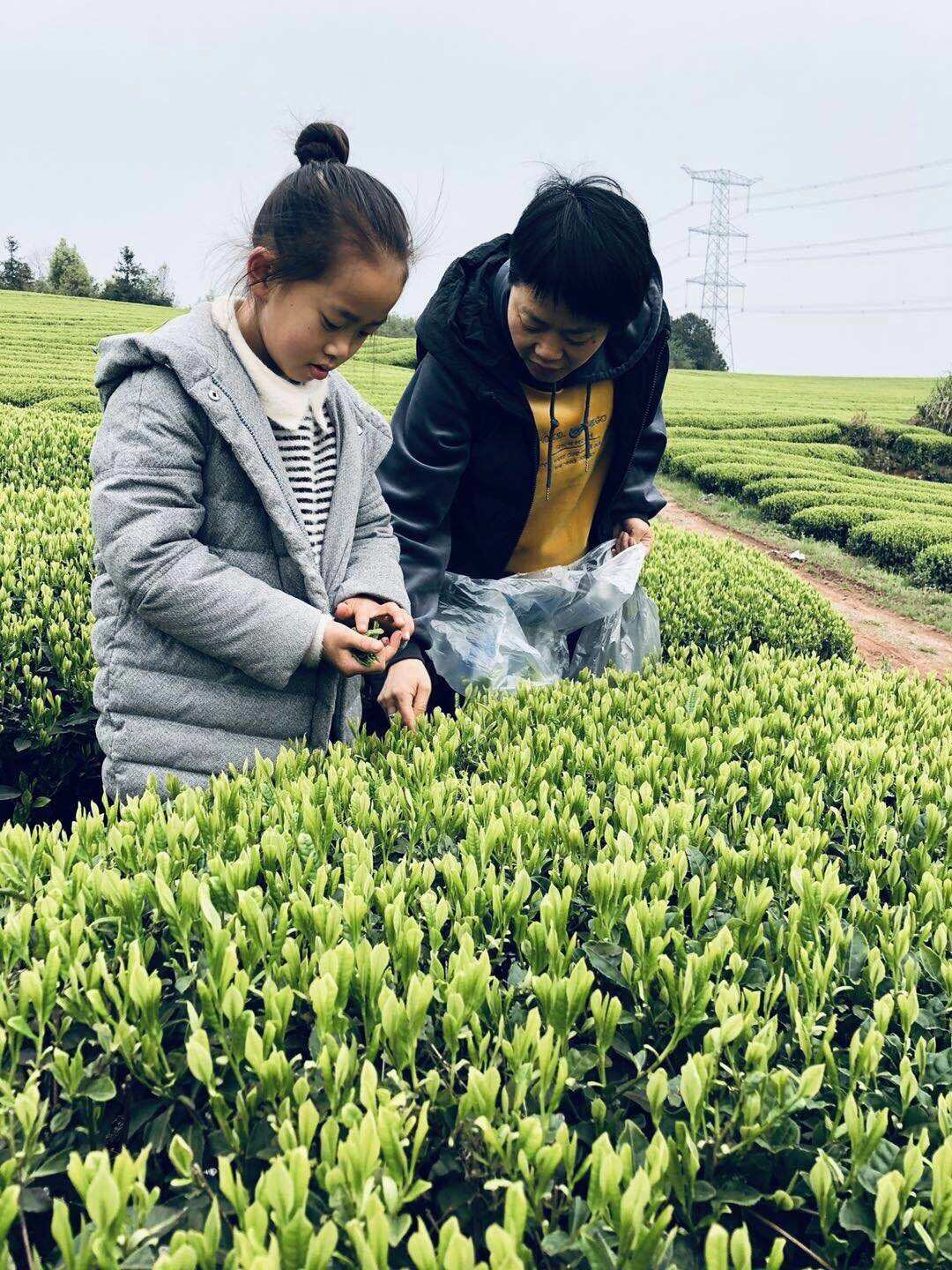 富硒白茶中茶（富硒白茶价格）-硒宝网