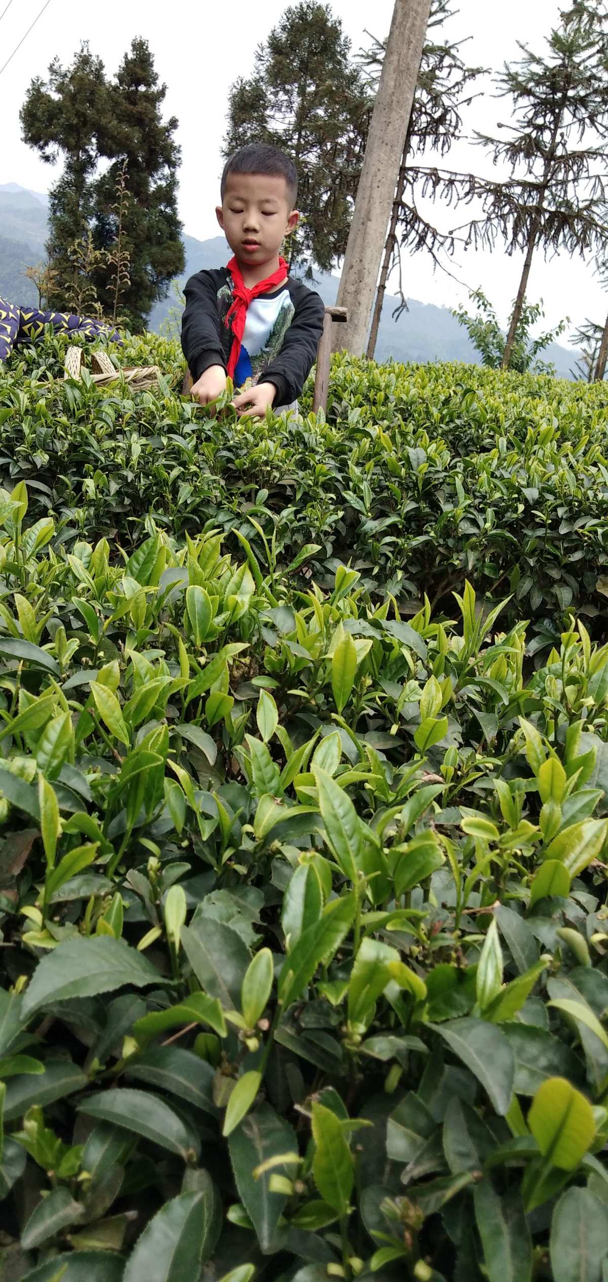 富硒白茶中茶（富硒白茶价格）-硒宝网