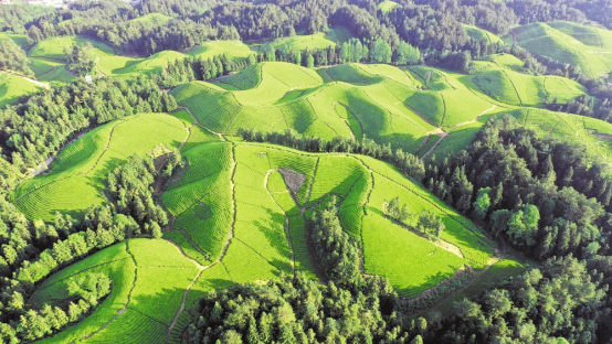 恩施茶富硒吗（恩施富硒茶厂）-硒宝网