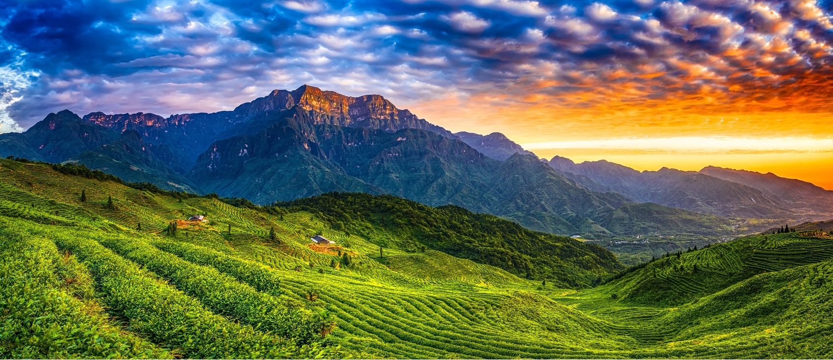 富硒茶的优点(富硒茶饮料)-硒宝网
