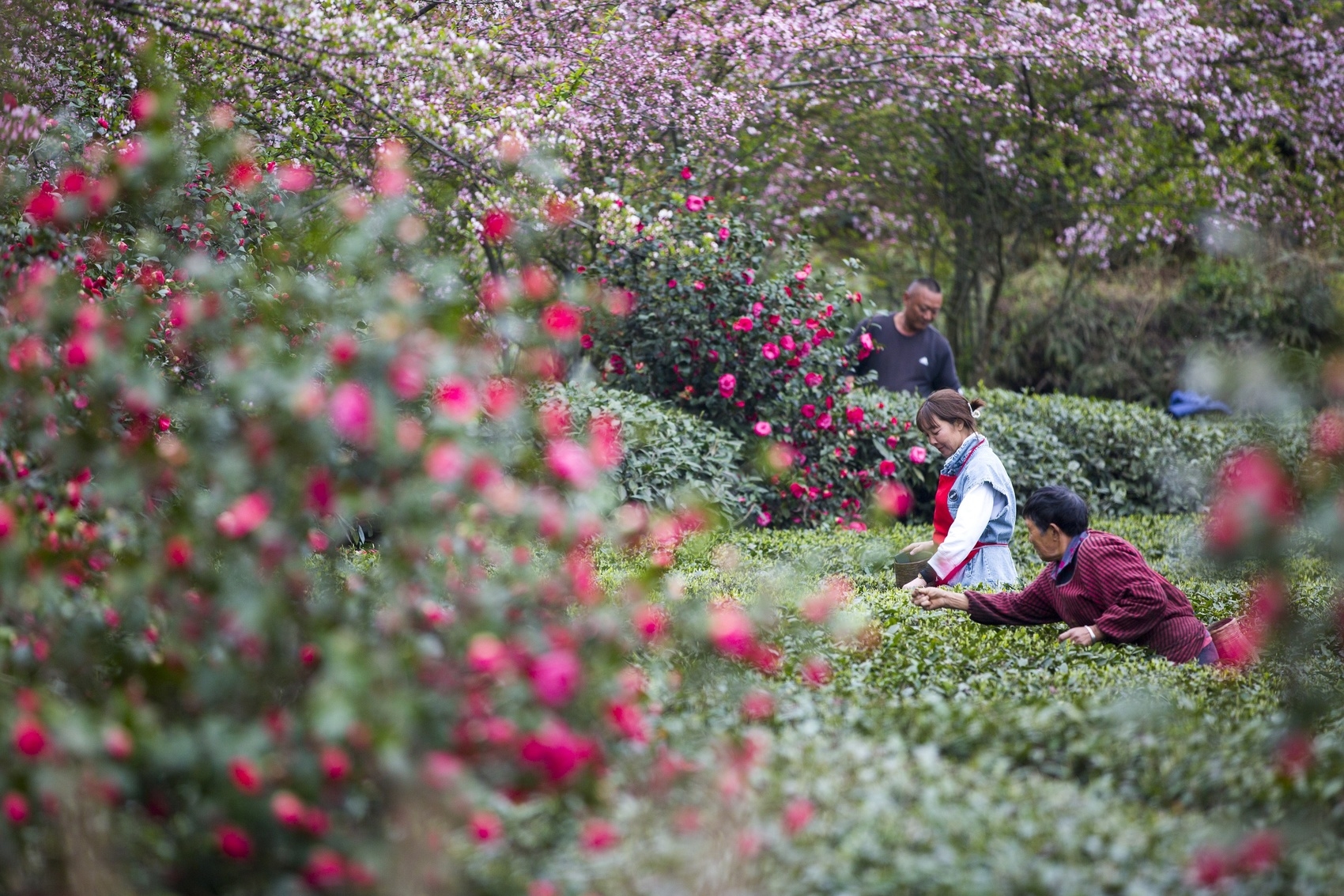 富硒茶的优点(富硒茶饮料)-硒宝网