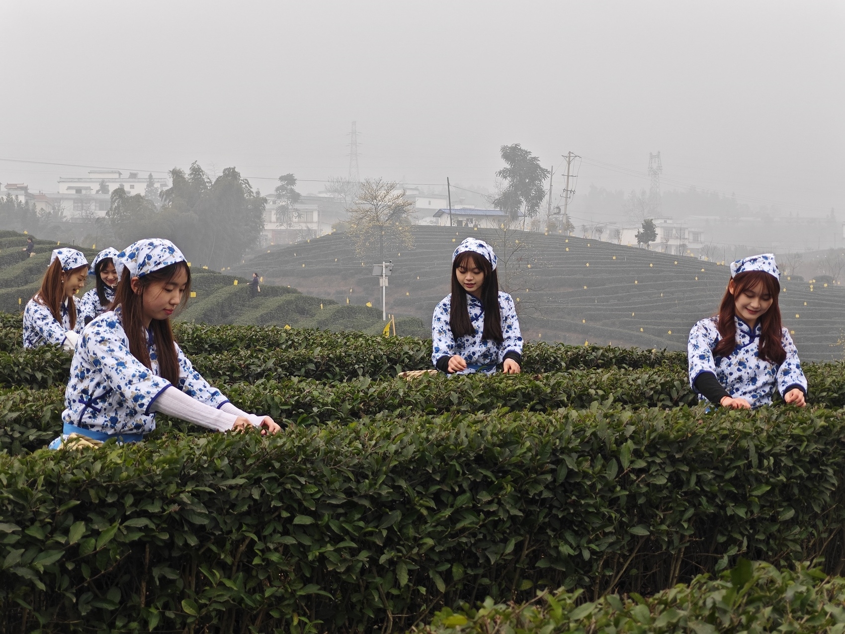 富硒茶的优点(富硒茶饮料)-硒宝网