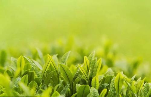 富硒铁观音茶（富硒铁观音的功效和禁忌）-硒宝网