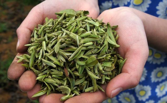 富硒铁观音茶（富硒铁观音的功效和禁忌）-硒宝网