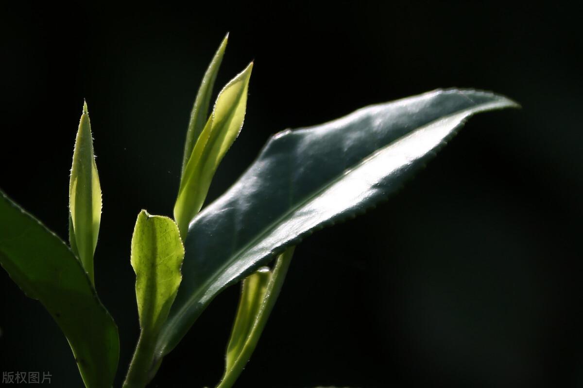 富硒铁观音茶（茶叶铁观音的功效）-硒宝网