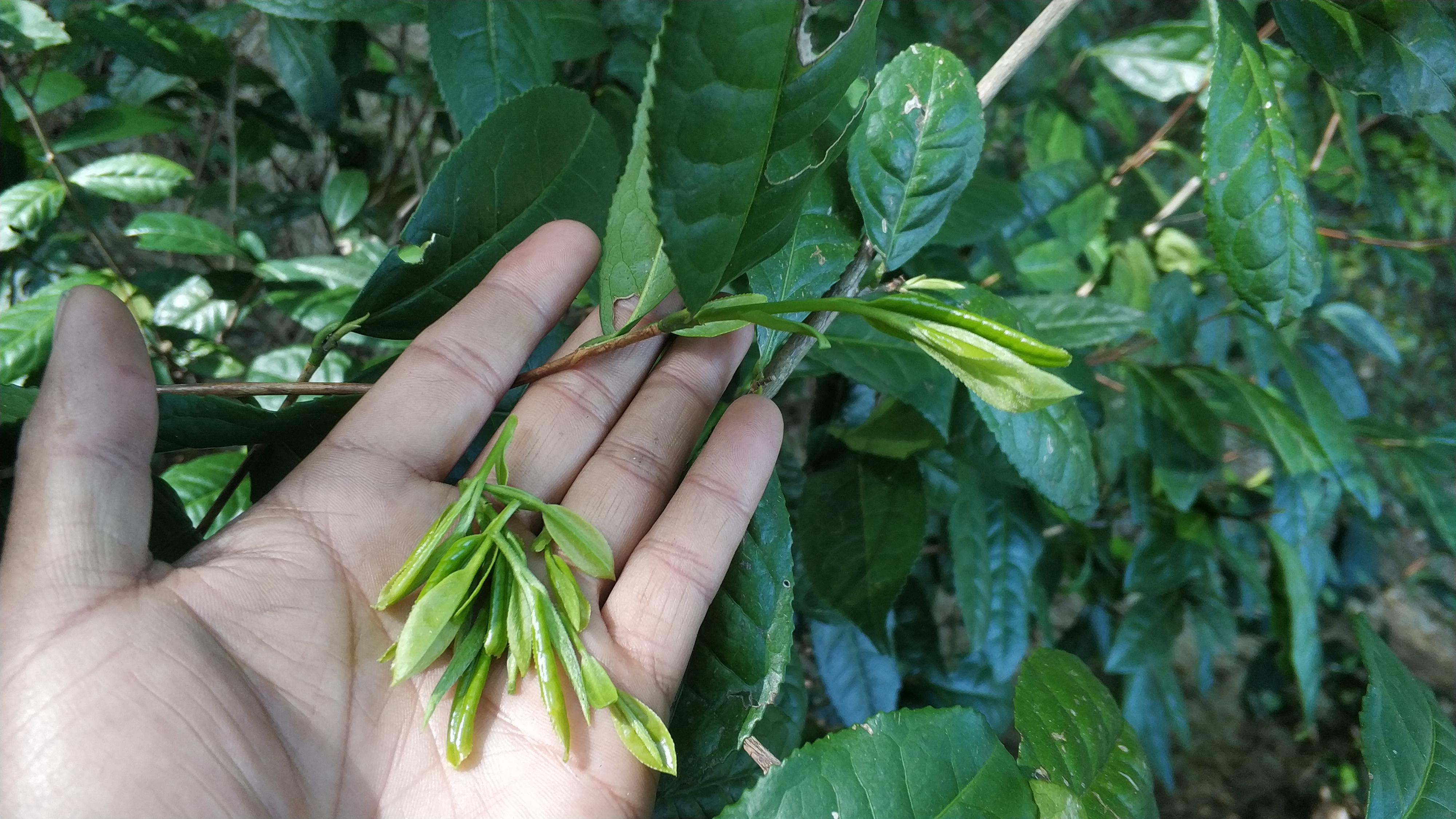 富硒铁观音茶（茶叶铁观音的功效）-硒宝网