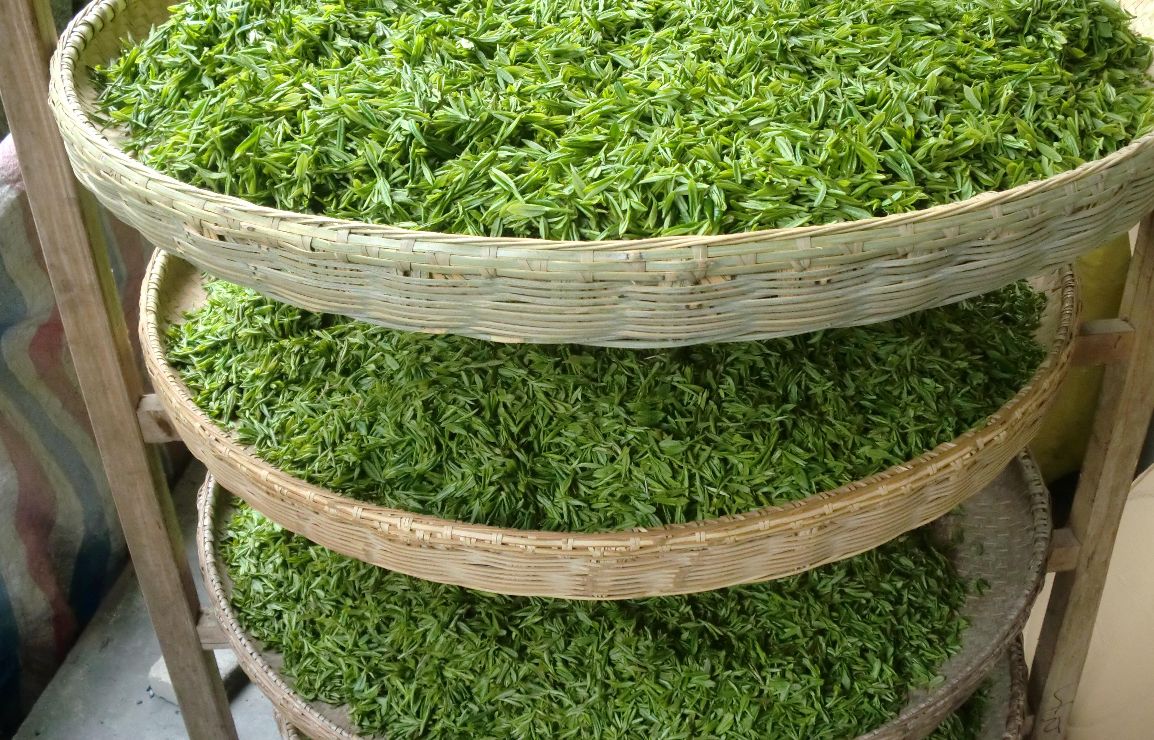 富硒铁观音茶（茶叶铁观音的功效）-硒宝网