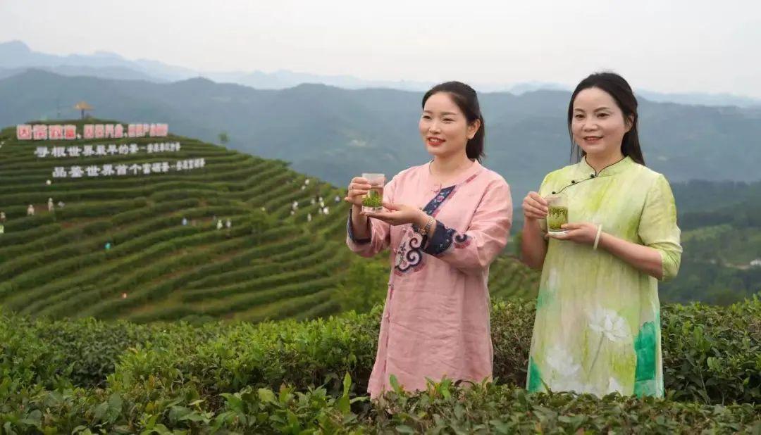 富硒茶的营养(富硒茶饮料)-硒宝网