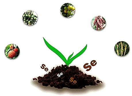 恩施富硒土茶（恩施富硒茶口感如何）-硒宝网