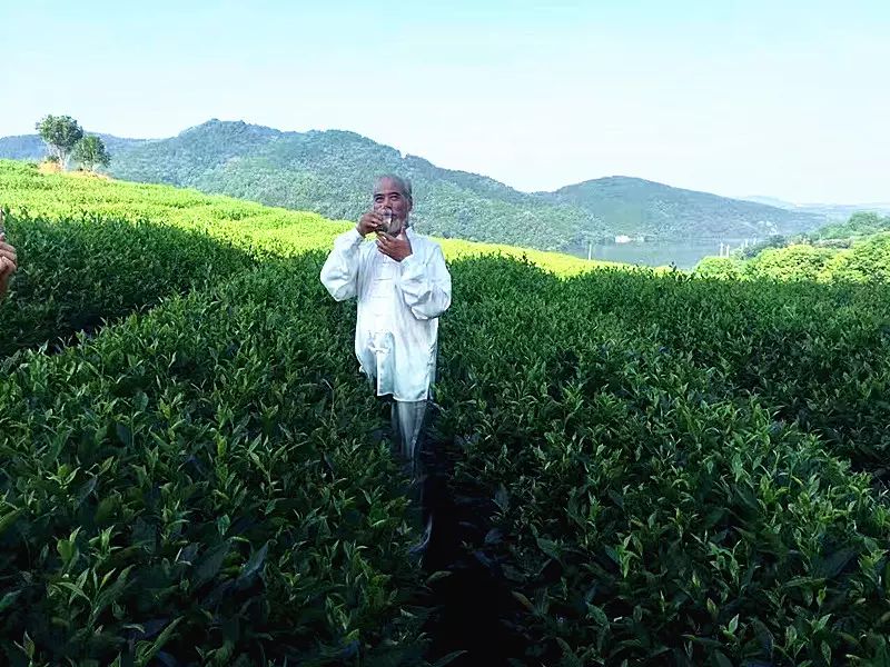 恩施富硒土茶（恩施富硒茶口感如何）-硒宝网