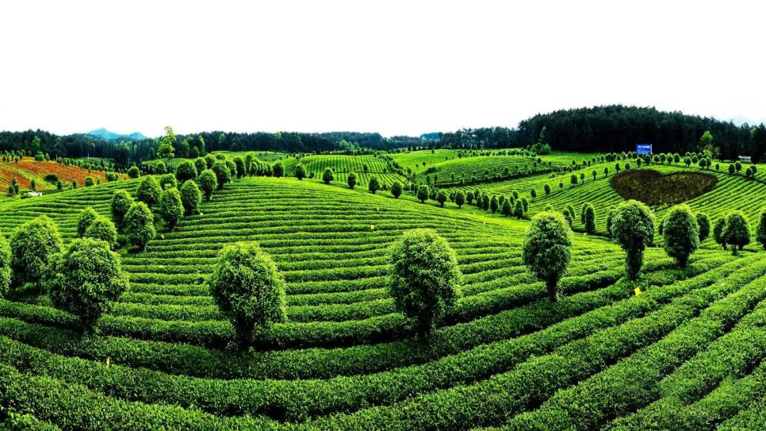 仁怀富锌硒茶(贵州锌硒茶)-硒宝网