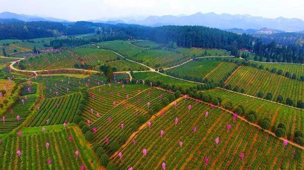 仁怀富锌硒茶(贵州锌硒茶)-硒宝网