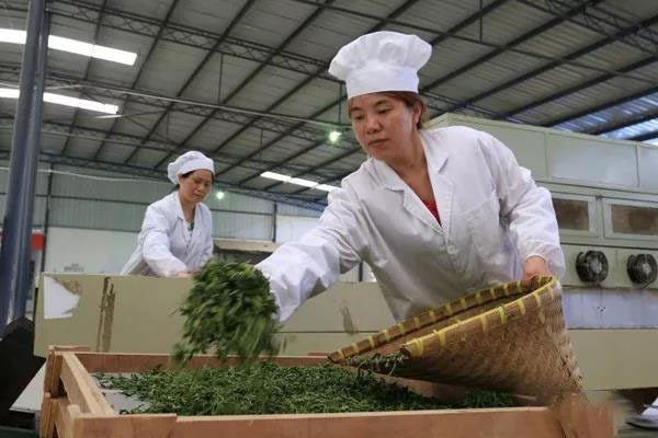 仁怀富锌硒茶(贵州锌硒茶)-硒宝网