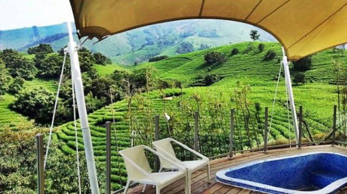 大河镇富硒茶(紫阳富硒茶的功效)-硒宝网