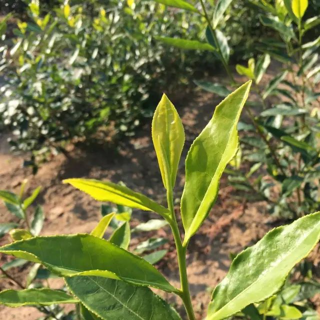 常熟富锌硒茶(锌硒茶叶)-硒宝网