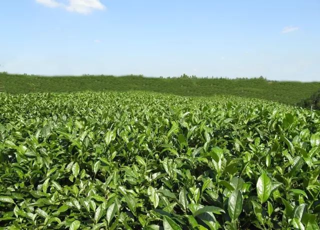 常熟富锌硒茶(锌硒茶叶)-硒宝网