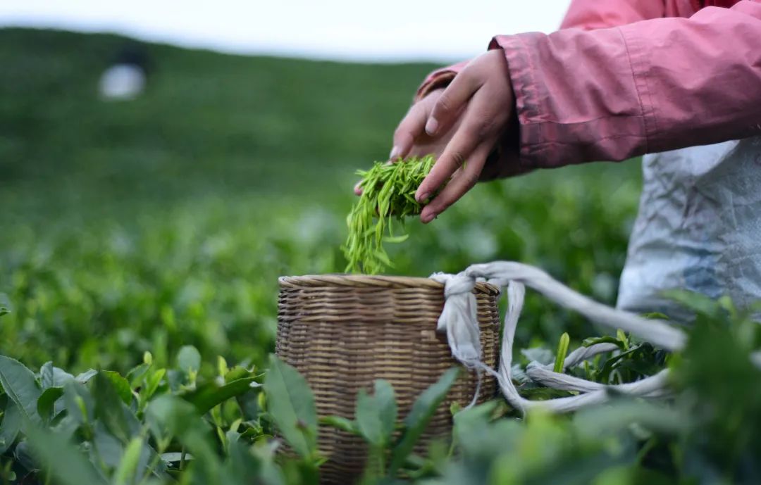 常熟富锌硒茶(锌硒茶叶)-硒宝网