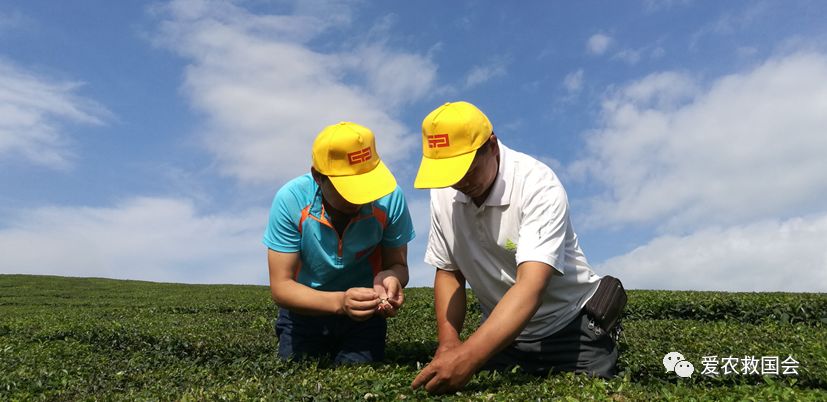 富硒茶的包装（富硒茶叶的保质期一般是多久）-硒宝网