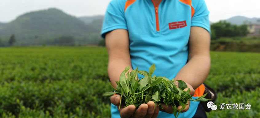 富硒茶的包装（富硒茶叶的保质期一般是多久）-硒宝网