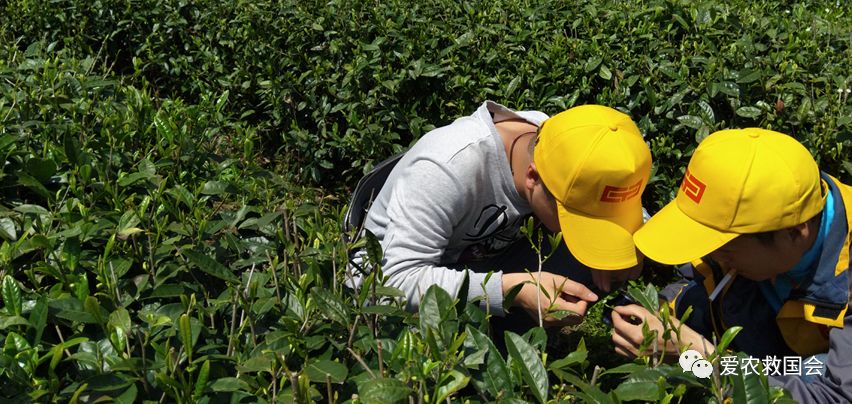 富硒茶的包装（富硒茶叶的保质期一般是多久）-硒宝网