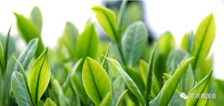 富硒茶的包装（富硒茶叶的保质期一般是多久）-硒宝网