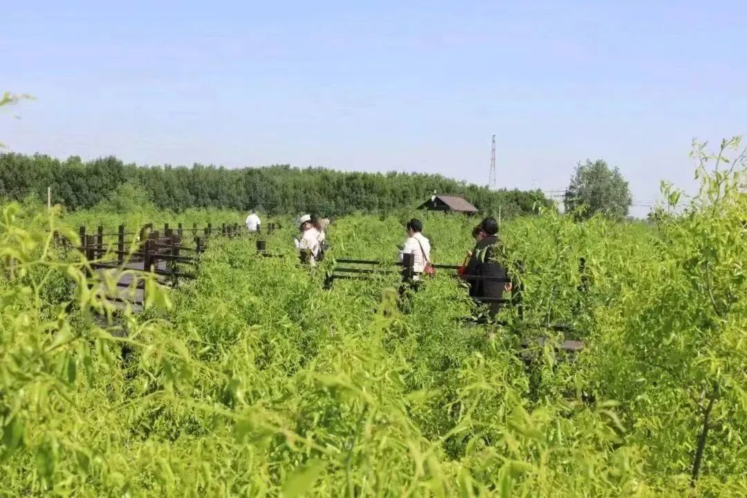 富硒骨人参茶（人参骨茶富硒含量多少）-硒宝网