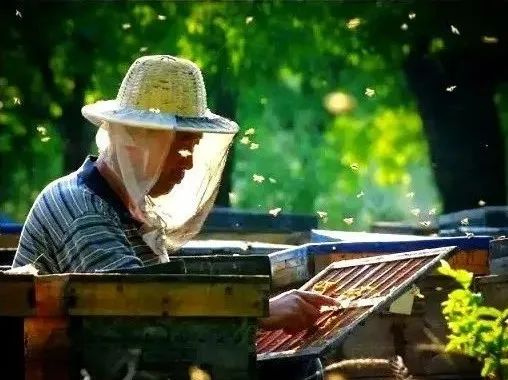 富硒骨人参茶（人参骨茶富硒含量多少）-硒宝网