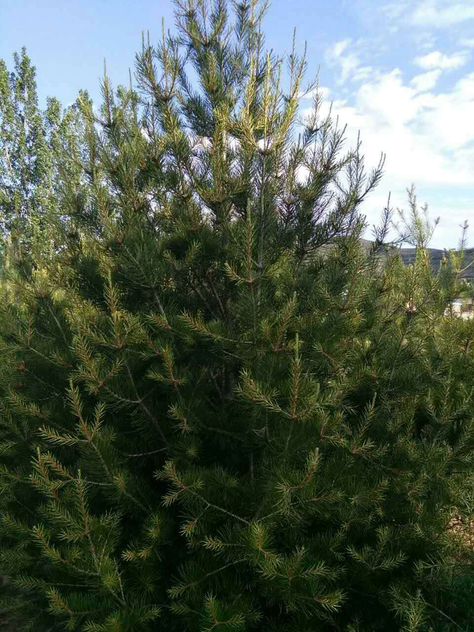 富硒构树叶茶（树叶构茶富硒含量多少）-硒宝网