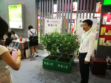 富硒茶伤胃吗(胃不好可以喝富硒茶吗)-硒宝网