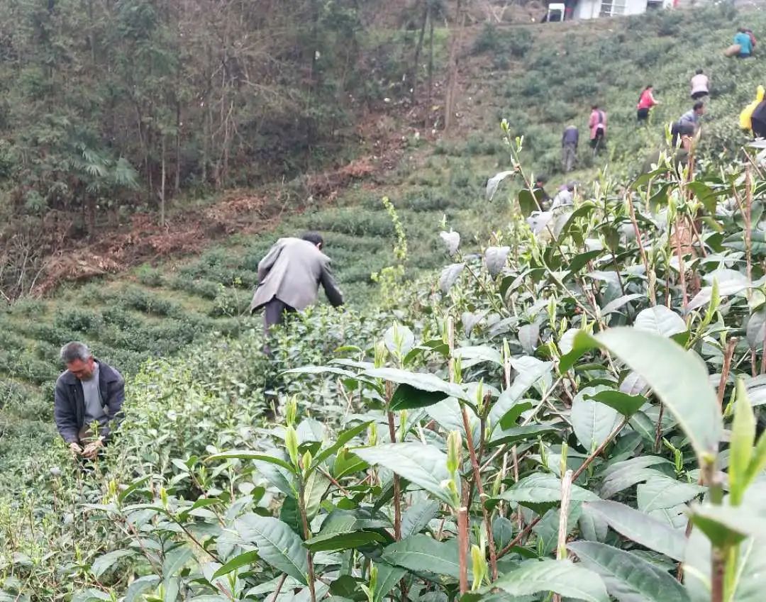 春意浓富硒茶(春浓茶业)-硒宝网