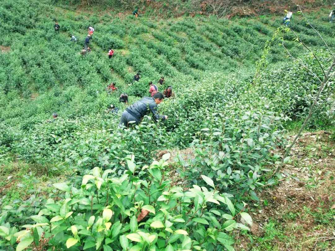春意浓富硒茶(春浓茶业)-硒宝网